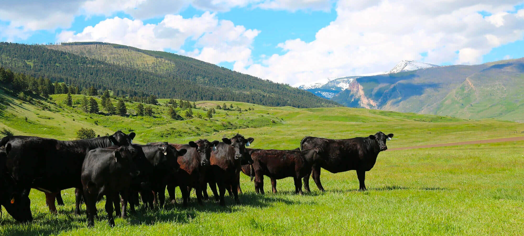 Hay Mama Pastured Raised Cattle Beef